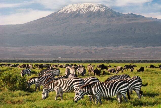 Amboseli National Park tour in Kenya. the Amboseli National Parks is one of Kenya’s most popular parks. Best Tours And Travel Operator Agency In Kenya