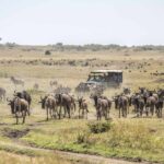 masai mara