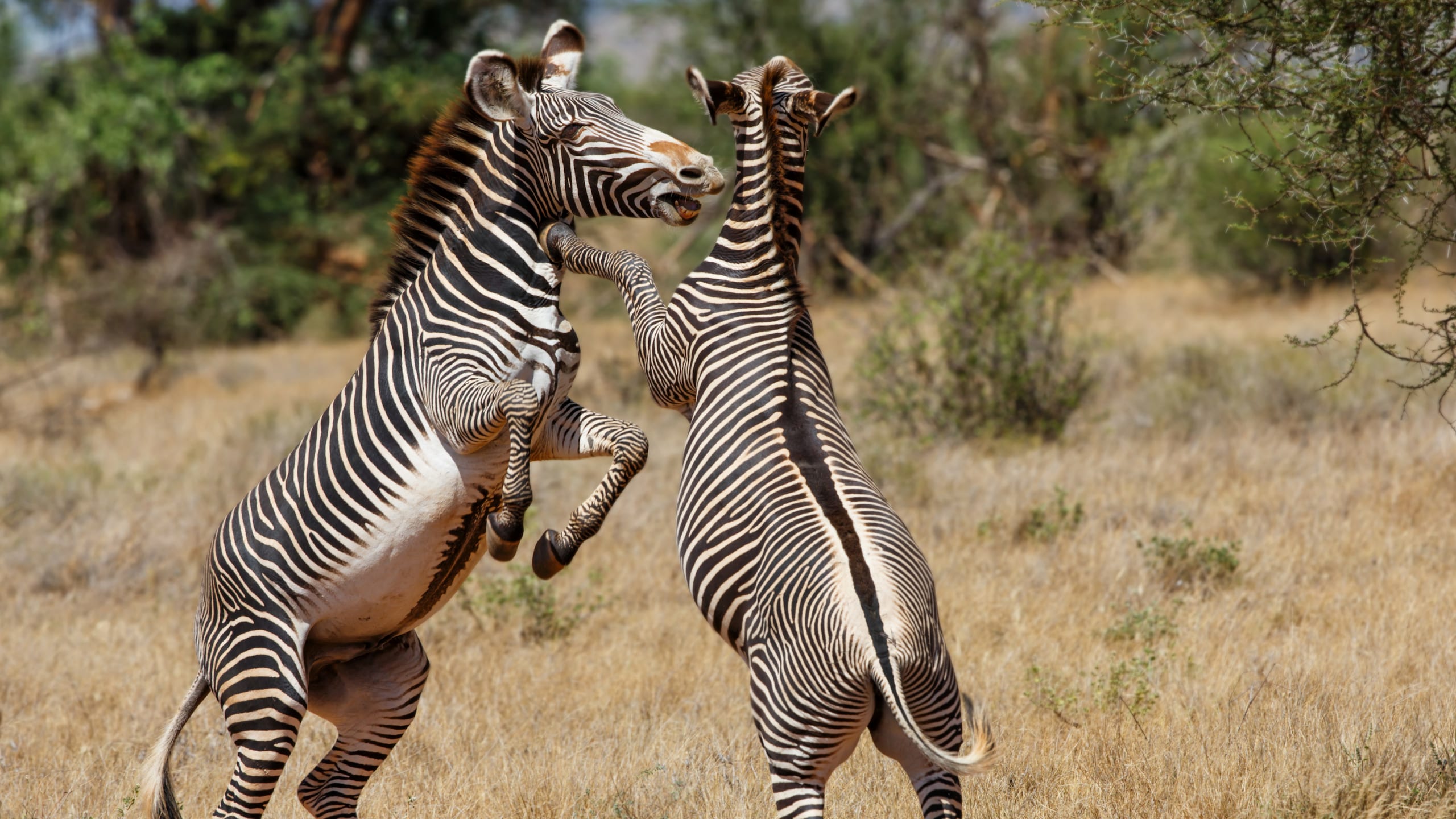 Take a walk on the wild side and find out why your dream safari awaits you in Kenya. From the heights of Mount Kenyan to the plains of the Masai Mara, Kenya is the African safari holiday you've always wanted.