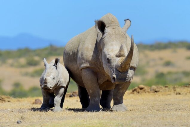 3 Days Ol Pejeta Conservancy and Sweetwater’s Sanctuary tour in Kenya. Enjoy the best tour in Nanyuki and Laikipia County. We are the Adventure masters