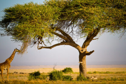 What you should know about Masai Mara