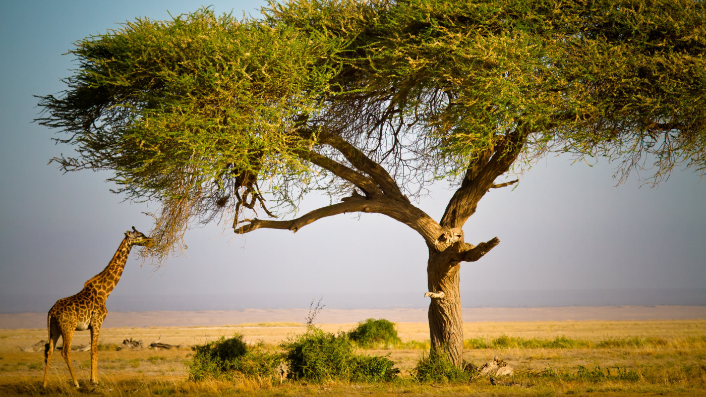 masai mara national reserve