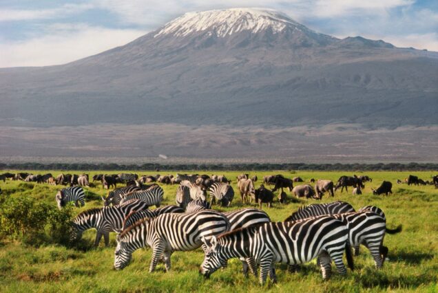 8 Days Masai Mara National Reserve Lake Naivasha Sweetwater’s Amboseli national Park in Kenya tour. Travel with the best tours and adventure agency company